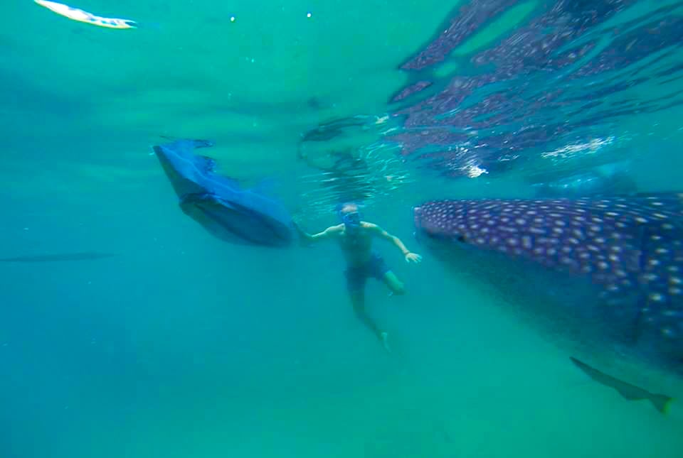 Swimming With Whale Sharks in The Philippines | Swimming with whale sharks Cebu Swimming With Whale Sharks in The Philippines