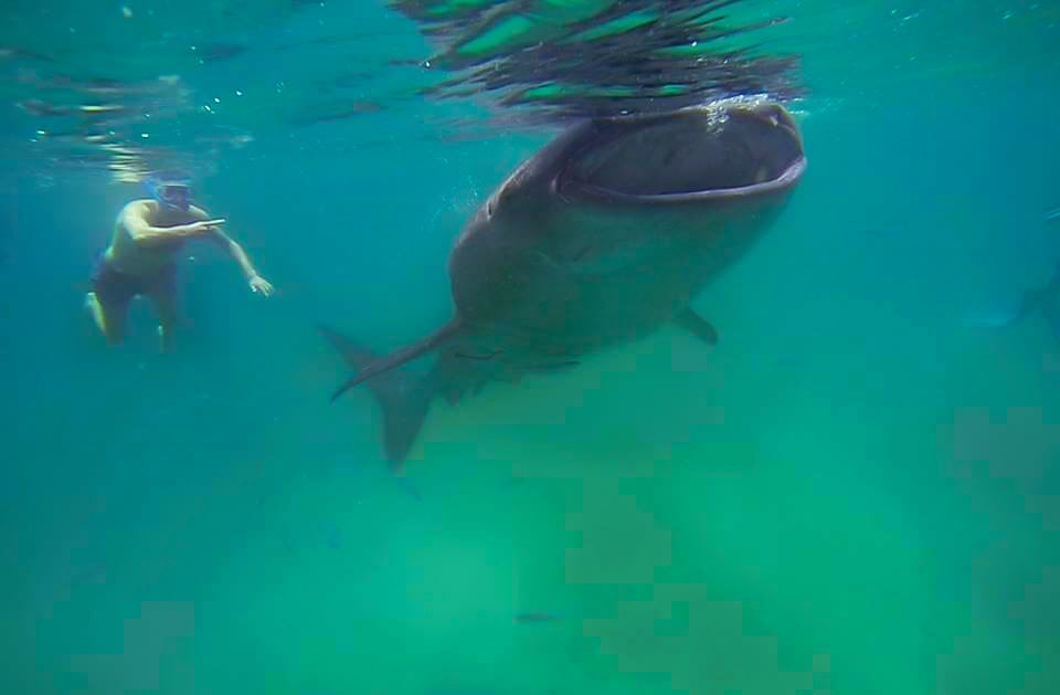 Swimming With Oslob Whale Sharks in Cebu | Swimming with whale sharks in Cebu Swimming With Oslob Whale Sharks in Cebu