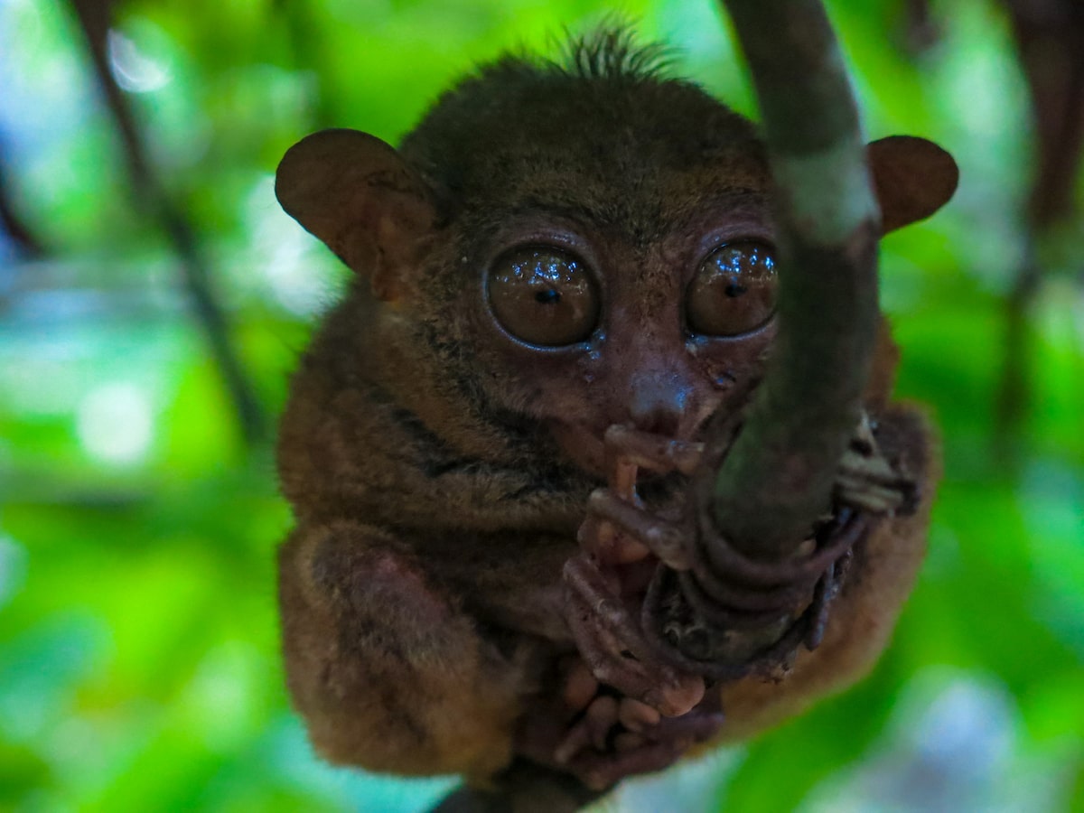 18 Facts About The Tarsier: Suicidal Monkey of Philippines! | Tarsier Philippines 18 Facts About The Tarsier: Suicidal Monkey of Philippines!