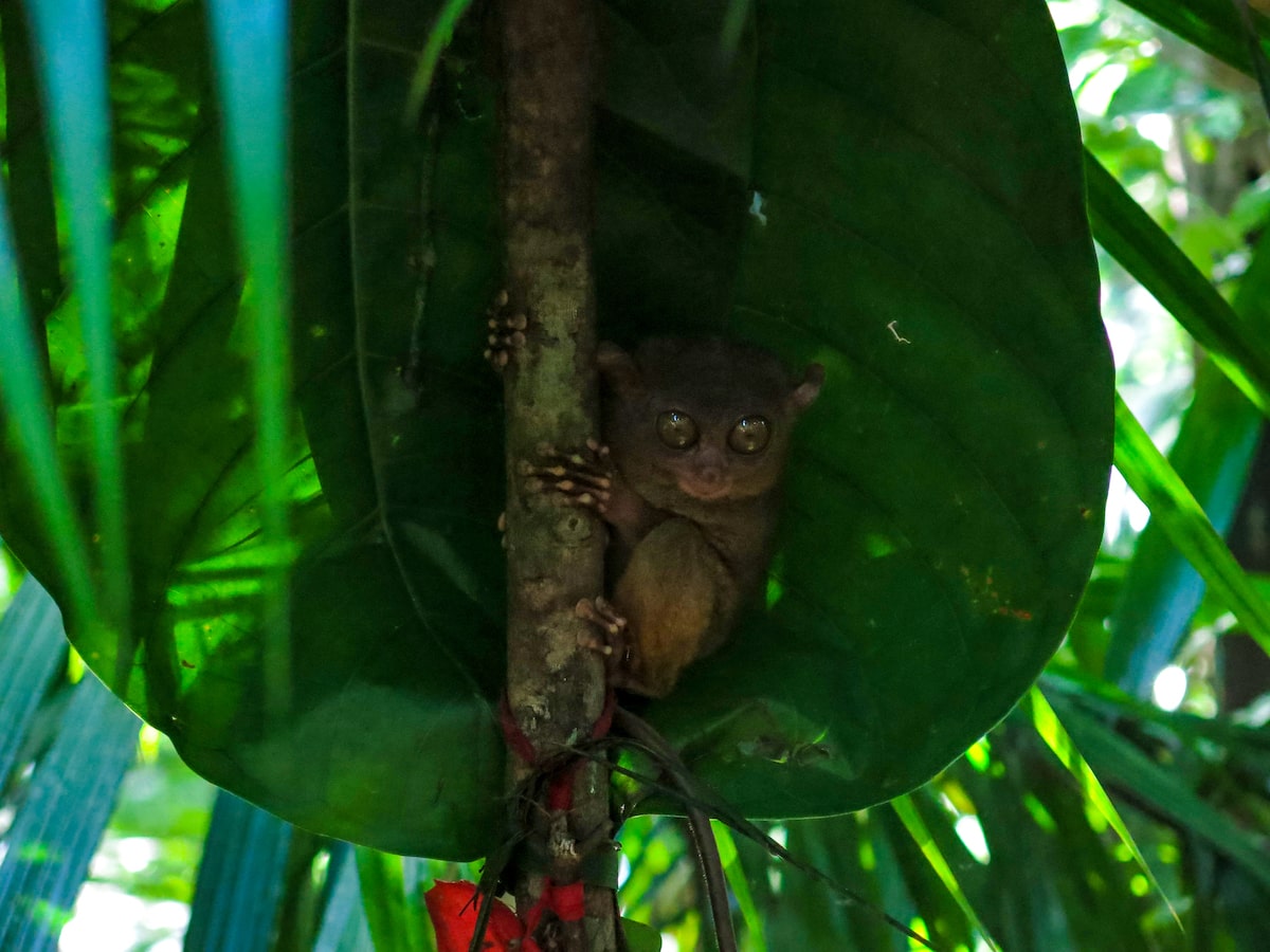 18 Facts About The Tarsier: Suicidal Monkey of Philippines! | Tarsier in tree Philippines A Philippines Tarsier hugs a tree with its eyes opened wide