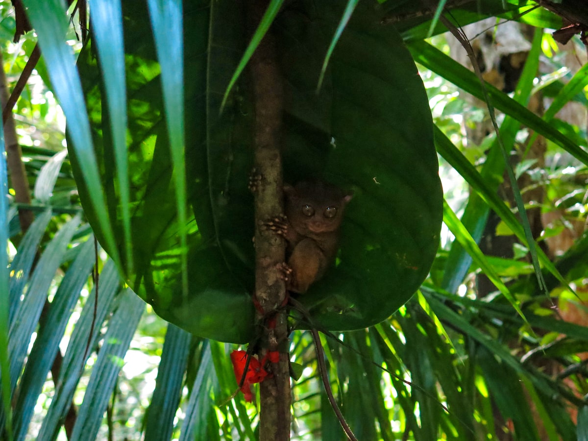 18 Facts About The Tarsier: Suicidal Monkey of Philippines! | Tarsier in tree A Tarsier in a tree hiding