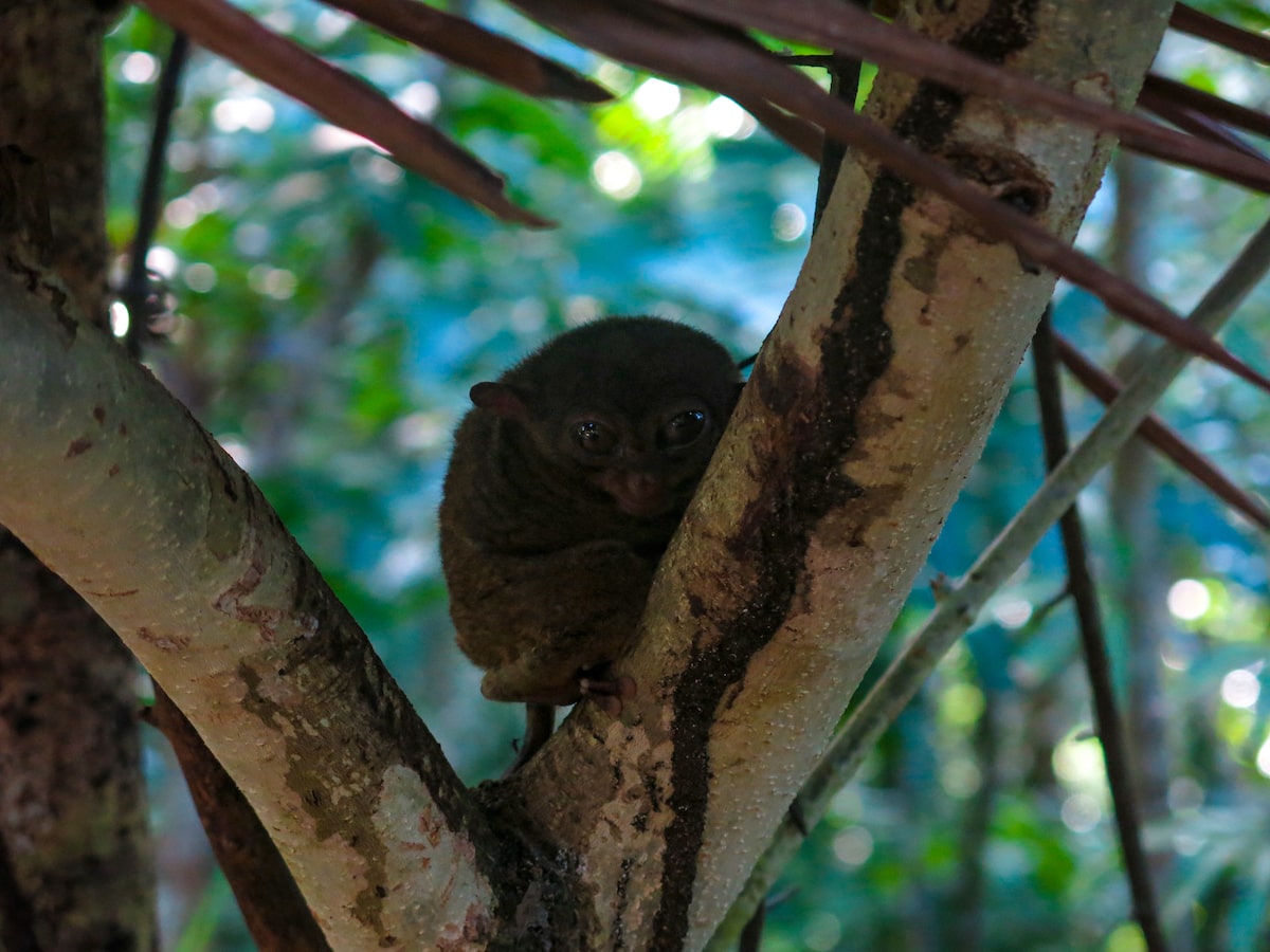 18 Facts About The Tarsier: Suicidal Monkey of Philippines! | Tarsier suicidal A nervous looking tarsier, the suicidal monkey needs a lot of protection to survive