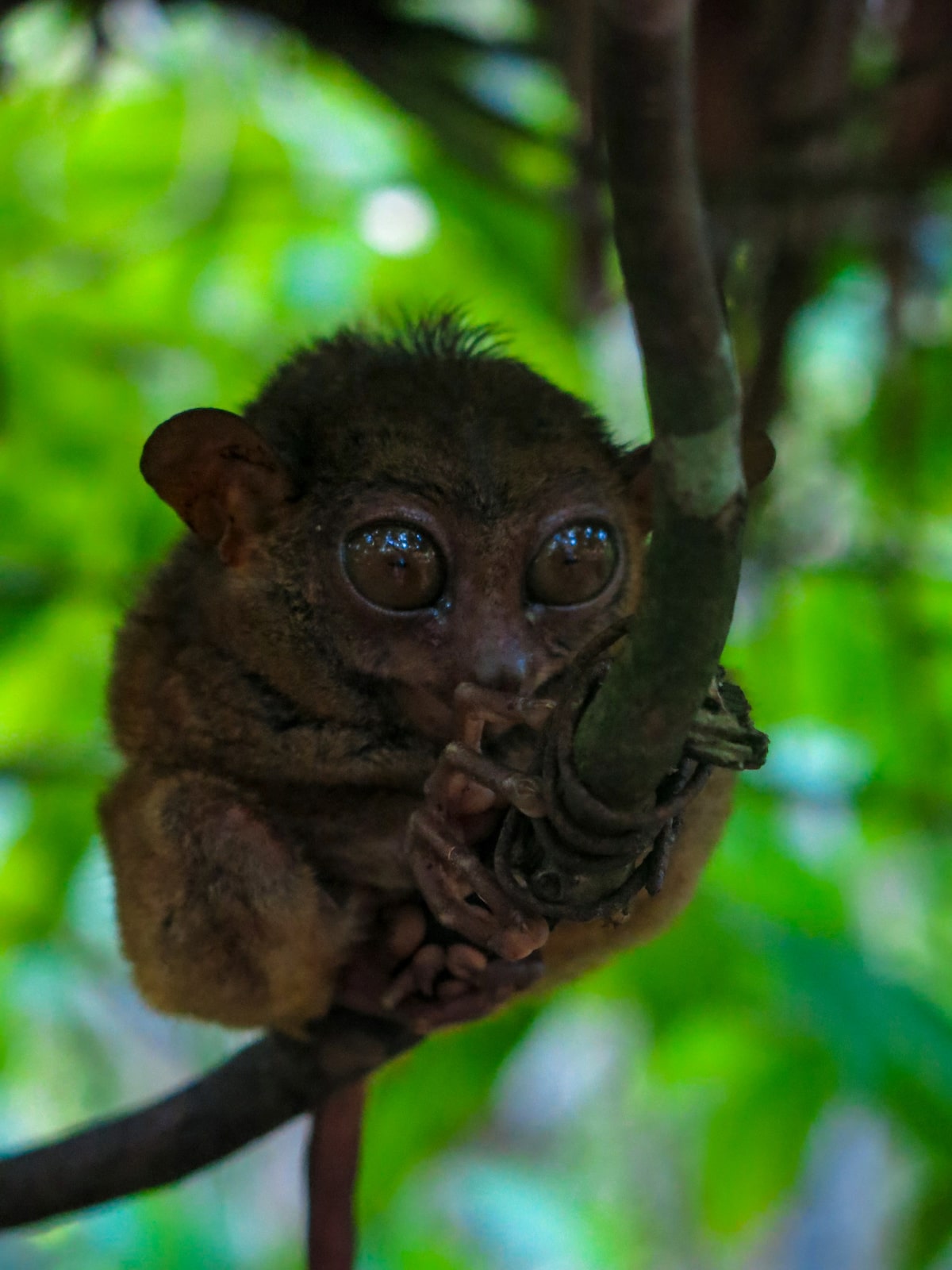 18 Facts About The Tarsier: Suicidal Monkey of Philippines! | Tarsier A Tarsier grips the tree tightly in Bohol, Philippines