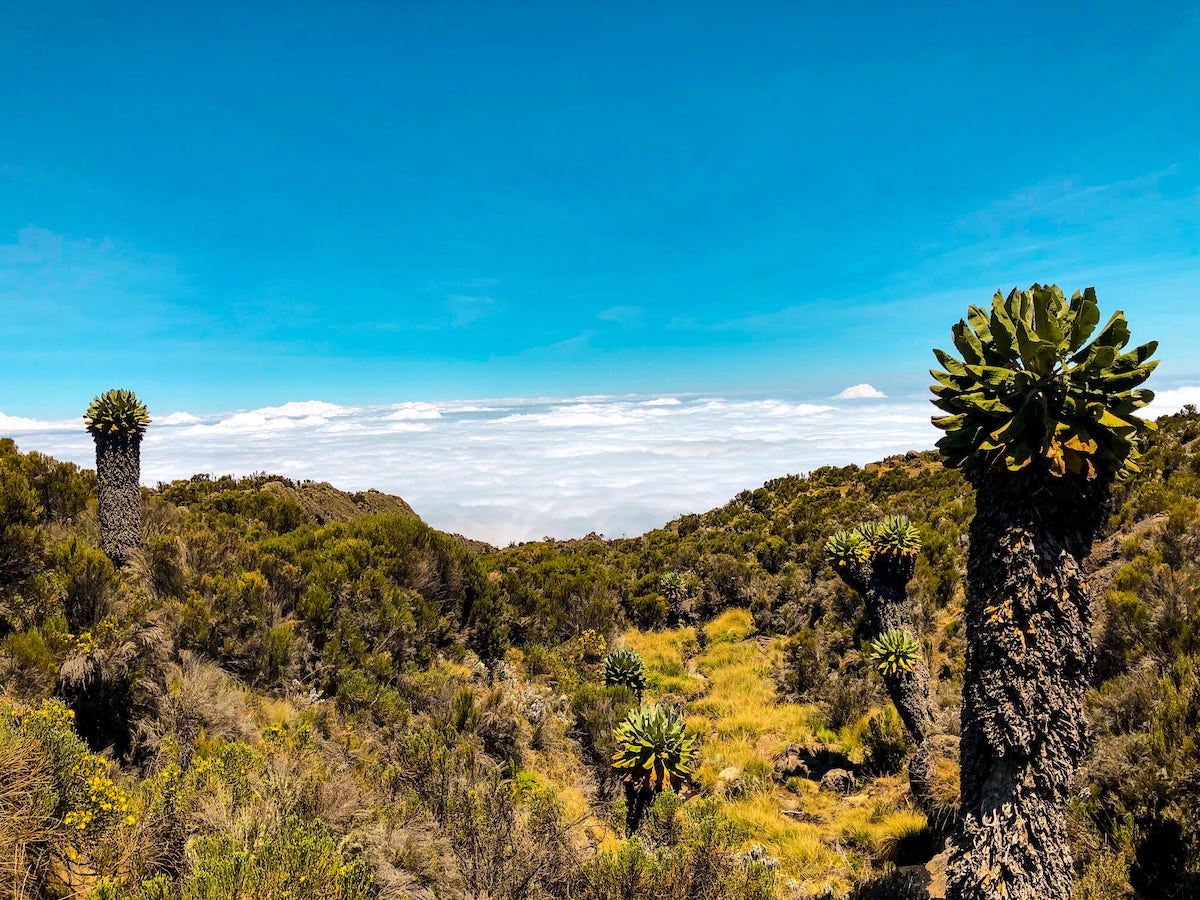 The Beginner's Guide To Climbing Mount Kilimanjaro | Trees on Kilimanjaro Trees that look like pineapples compliment lush green fauna, with the backdrop of white fluffy clouds and a bright blue sky on Mount Kilimanjaro.