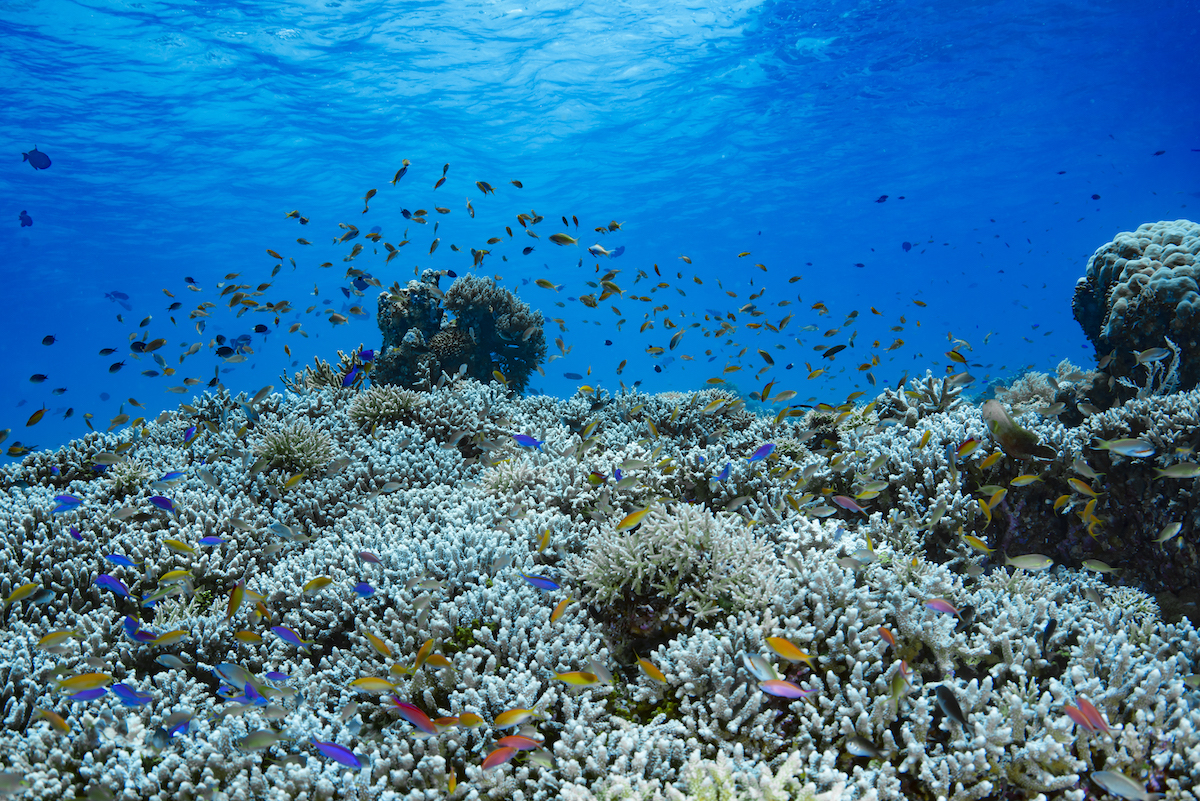Swimming With Whale Sharks in The Philippines | Tubbataha A beautiful coral reef with multicoloured fish.