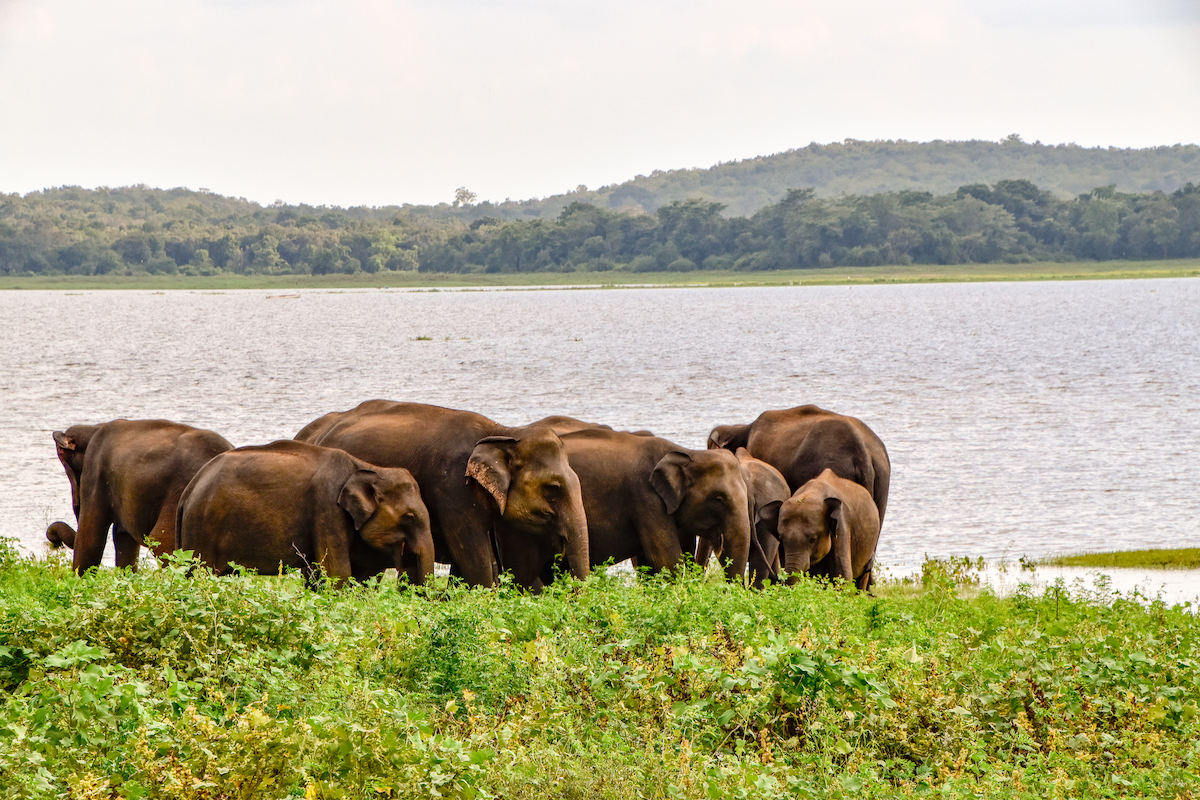 2 Weeks in Sri Lanka Itinerary For First-Timers | Udawalawe National Park A herd of brown Asian elephants huddle together at Udawalawe National Park in Sri Lanka.