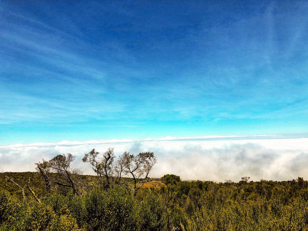 The Beginner's Guide To Climbing Mount Kilimanjaro | View climbing Kilimanjaro Green fauna alongside the clouds on a clear day.