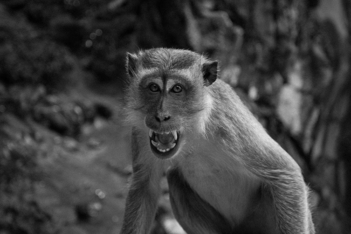 Thaipusam Festival at Batu Caves in Kuala Lumpur 2025 | angry monkey batu caves A monkey aggressively growls and shows its canines in a temple in Kuala Lumpur, Malaysia