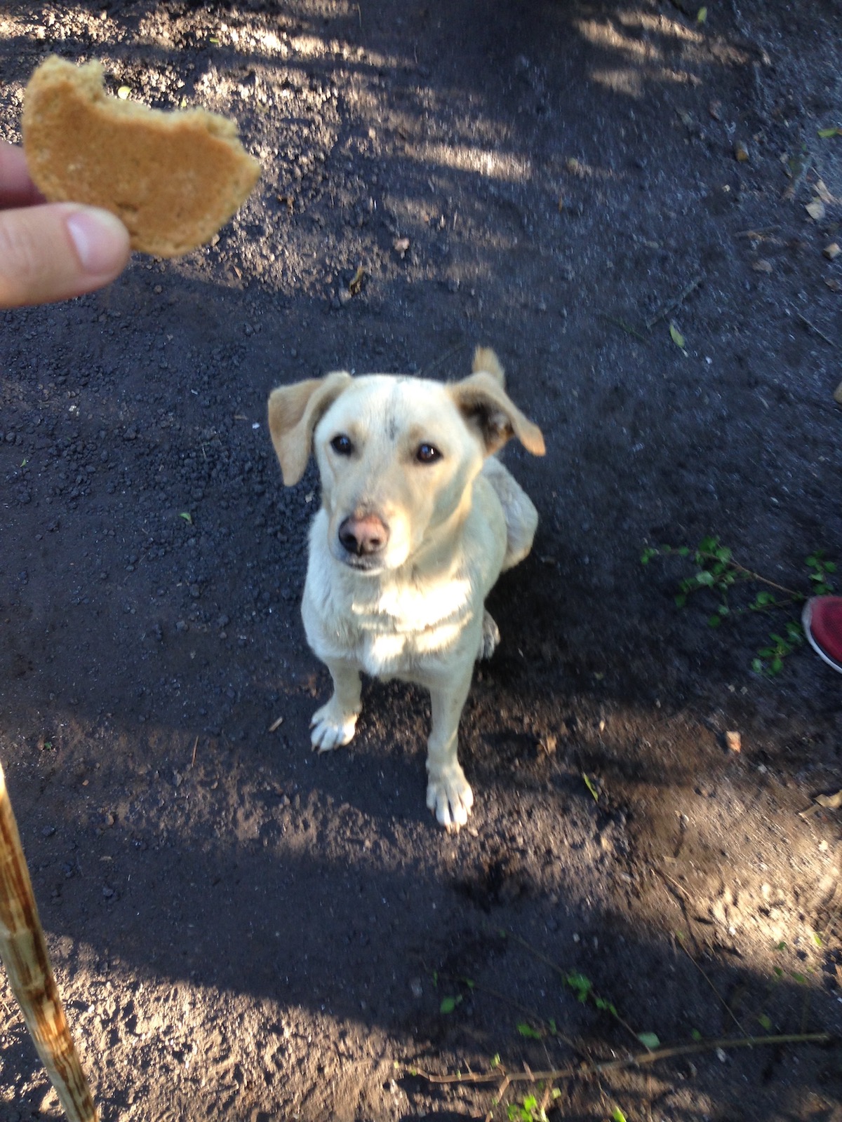 Pacaya Volcano Sunset Hike: An Honest Guide For 2024 | dog pacaya volcano A white dog sits eagerly waiting for a biscuit during a hike.