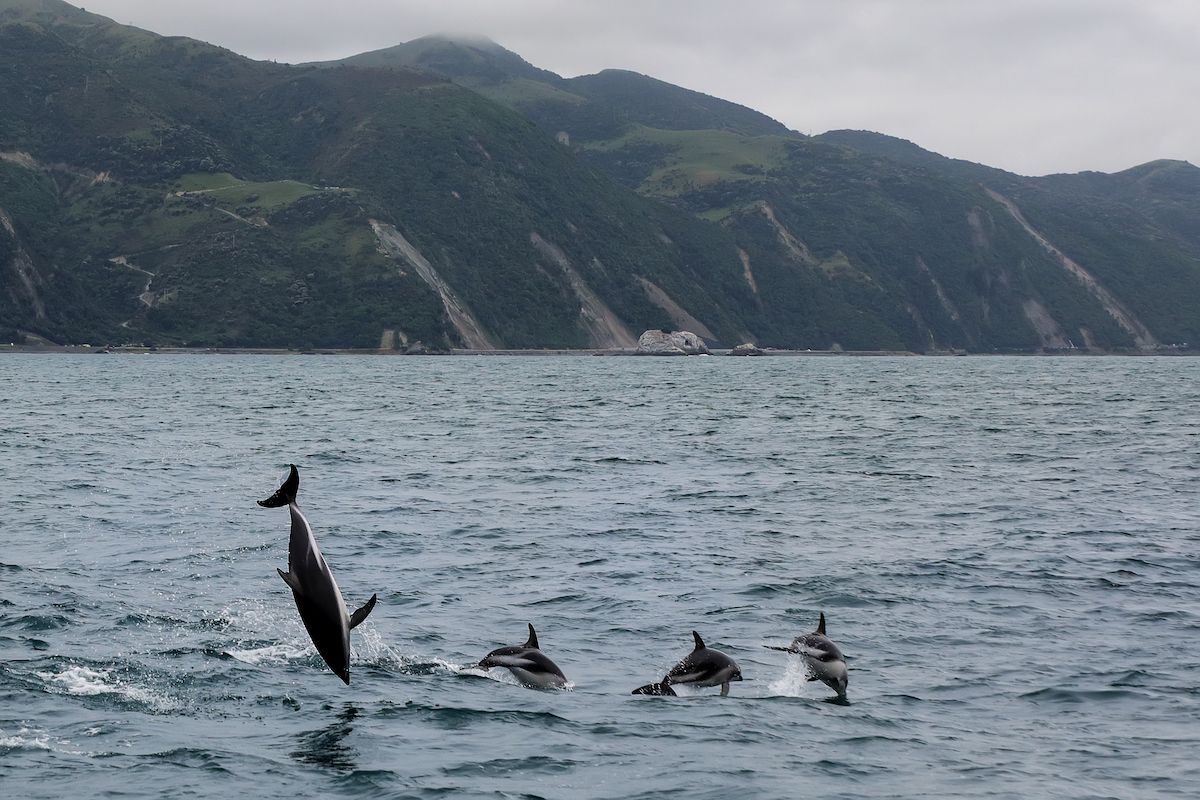 Whale Watching in Kaikoura: Tips, Prices & Best Time To Go | dolphins in kaikoura Dusky dolphins playing in Kaikoura, New Zealand