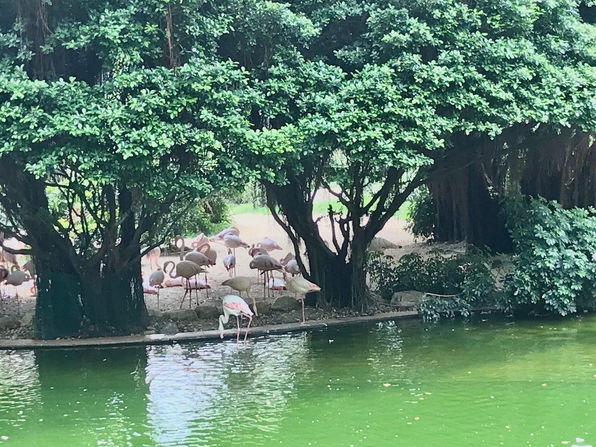 The Ultimate Hong Kong Bucket List: 25 Best Things To Do! | kowloon park hong kong A flamboyance of flamingos in Kowloon Park, Hong Kong