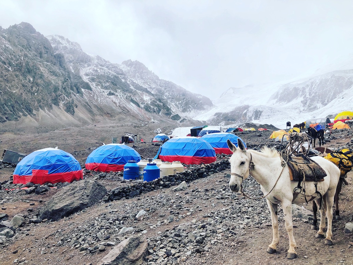 How Hard is it To Climb Aconcagua? | muel on Aconcagua A white horse stands next to a row of tent on an ice-capped mountain on Aconcagua