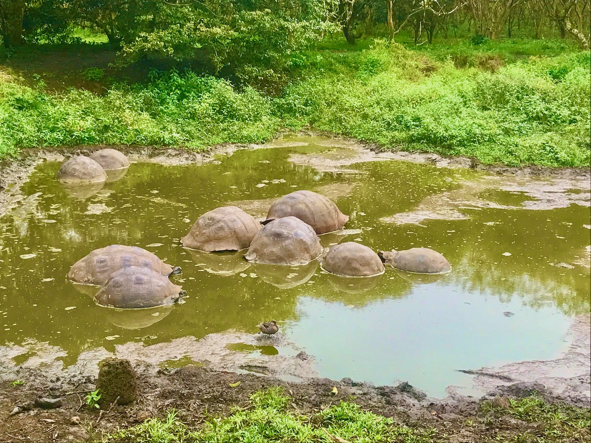 5 Days in The Galapagos Islands Itinerary (On a Cruise) | multiple tortoise shells in water multiple tortoise shells in water