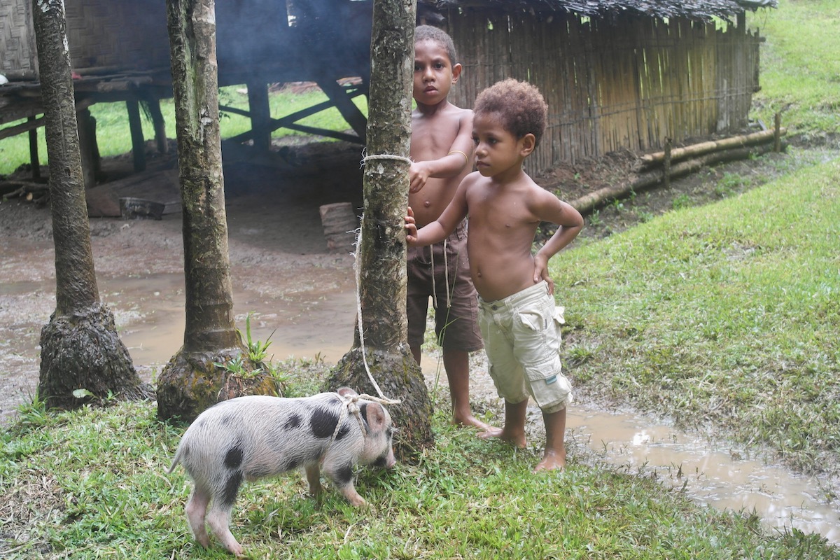 The Tribespeople of Papua New Guinea: A Detailed Guide | papua new guinea pig Two black children stand next to a pig toed to a tree in Madang, Papua New Guinea