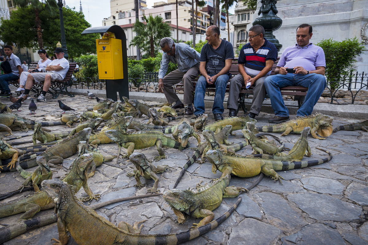 16 Very Best Things To Do in Guayaquil, Ecuador