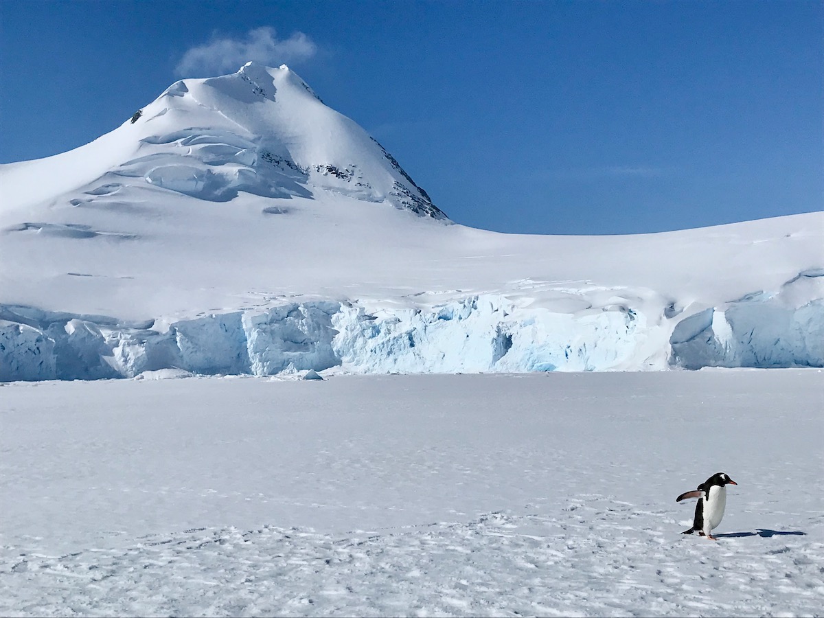 What To Expect on Your First Trip To Antarctica | penguin walking Antarctica A penguin clumsily walks along the snow during an Antarctica trip
