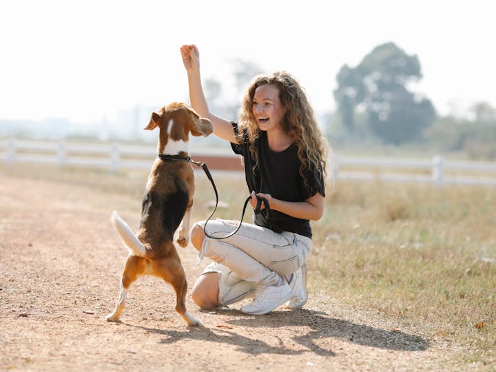 Top 4 Dog Trainers in Nashville | pexels blue bird 7210458 Top 4 Dog Trainers in Nashville