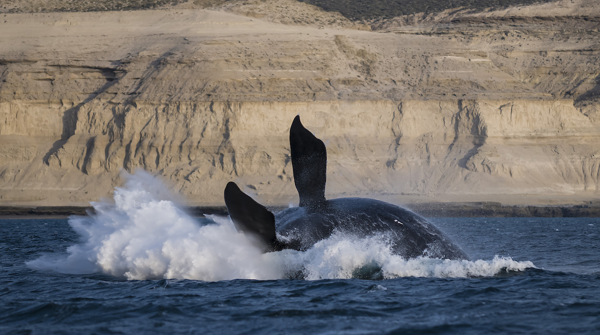3 Weeks Patagonia Itinerary For Argentina & Chile | puerto madryn patagonia whales A whale flips on its back out of the water in Puerto Madryn, Patagonia.