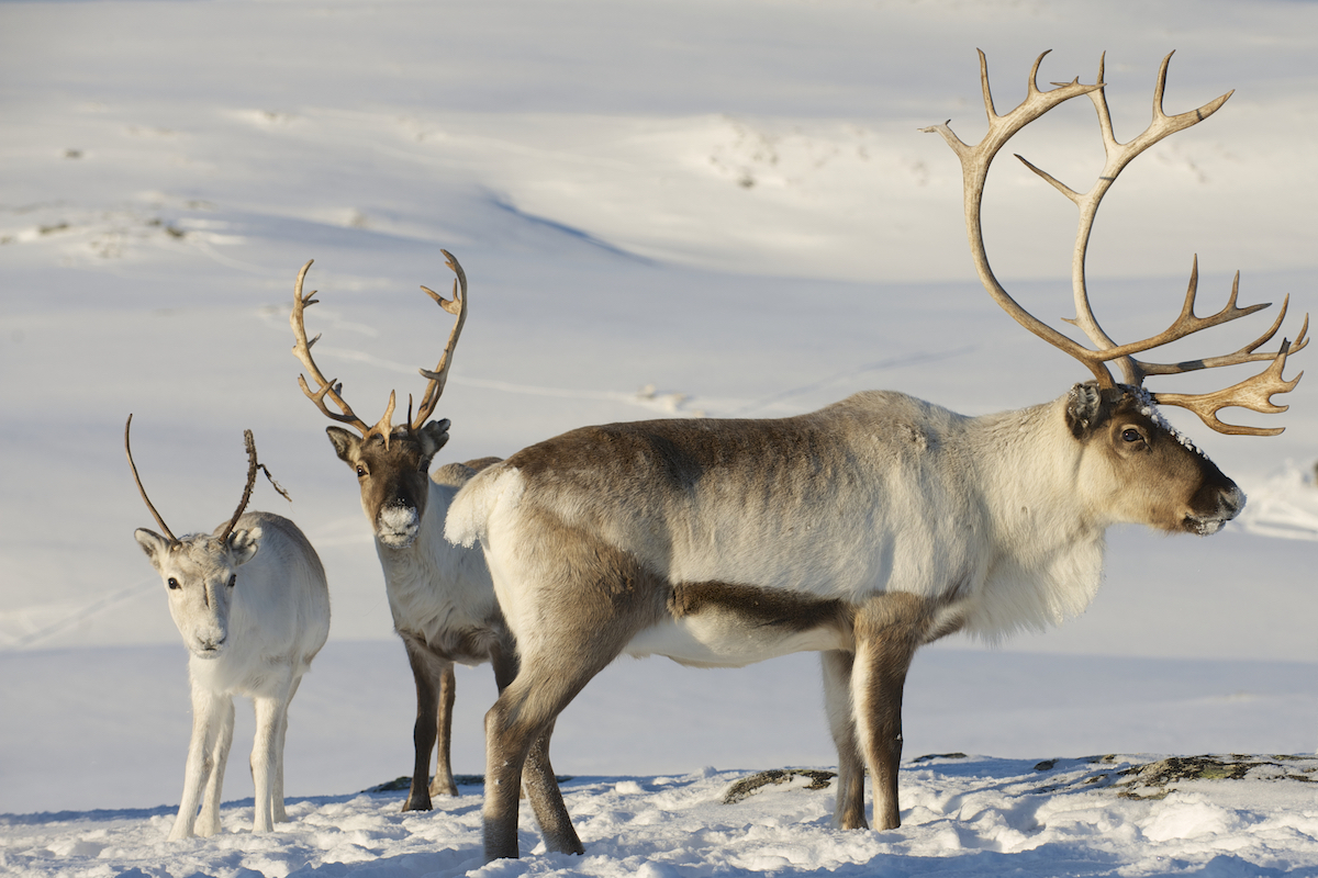 20 Brilliant Things To Do in Kirkenes (+ City Guide!) | reindeer family norway A family of reindeer