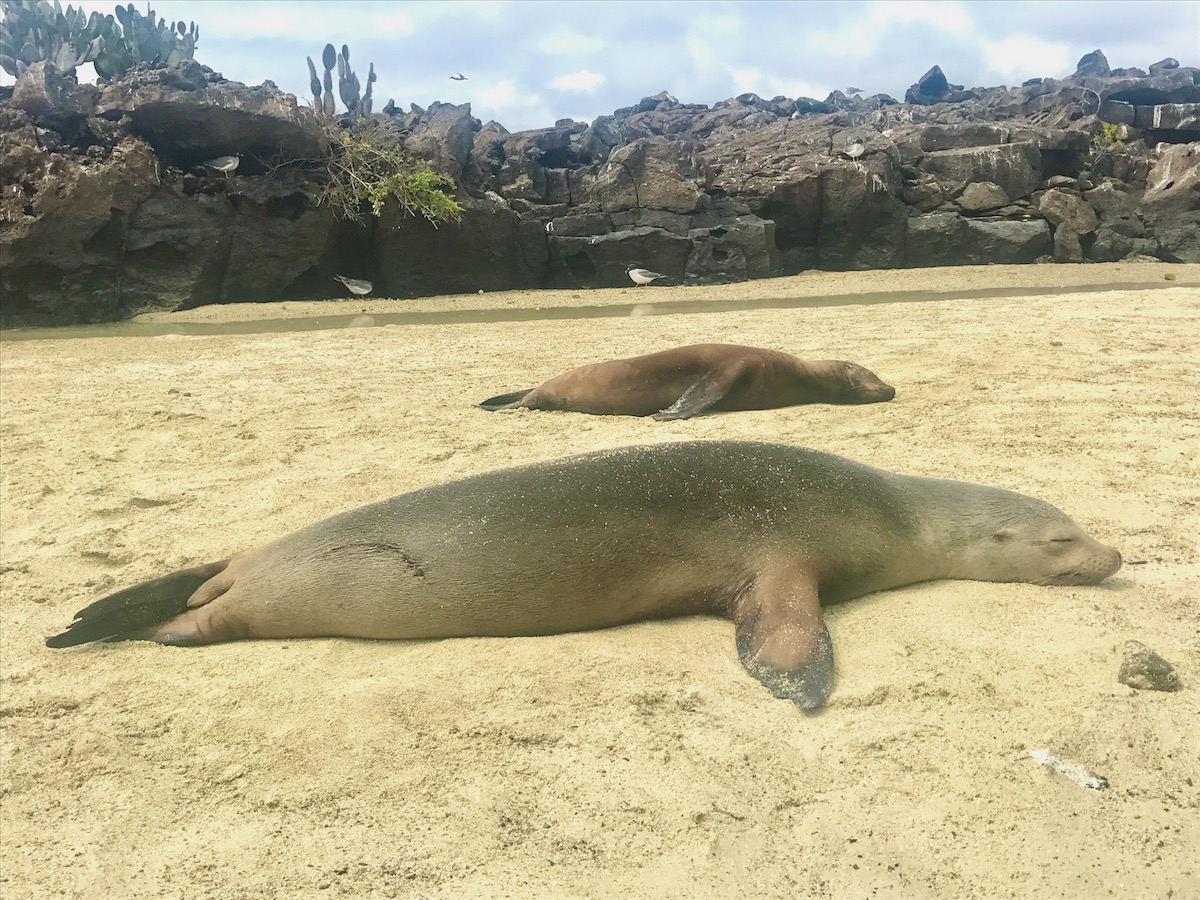 5 Days in The Galapagos Islands Itinerary (On a Cruise) | sea lions Galapagos Islands Sea lions sleep on the sand in the Galapagos Islands