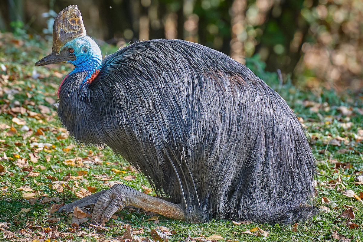 How To Plan The Ultimate Australia Road Trip in 2024 | southern cassowary A large scary bird in Australia.