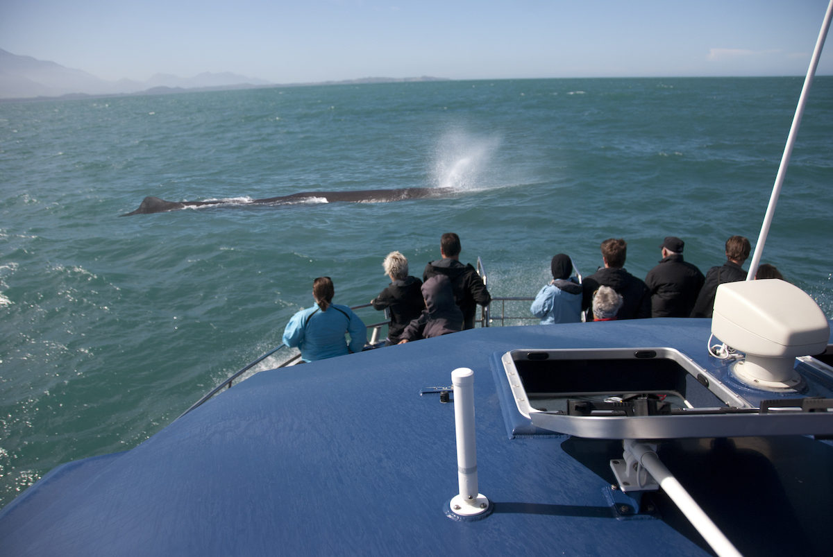 Whale Watching in Kaikoura: Tips, Prices & Best Time To Go | sperm whale Massive Sperm whale breathing in front of whale watching boat