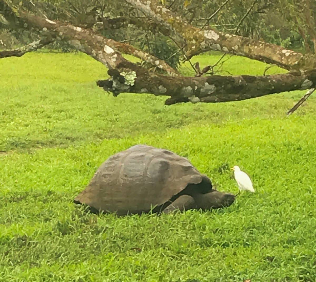 5 Days in The Galapagos Islands Itinerary (On a Cruise) | tortoise and bird Galapagos A tortoise walks with a white bird sitting on its nose