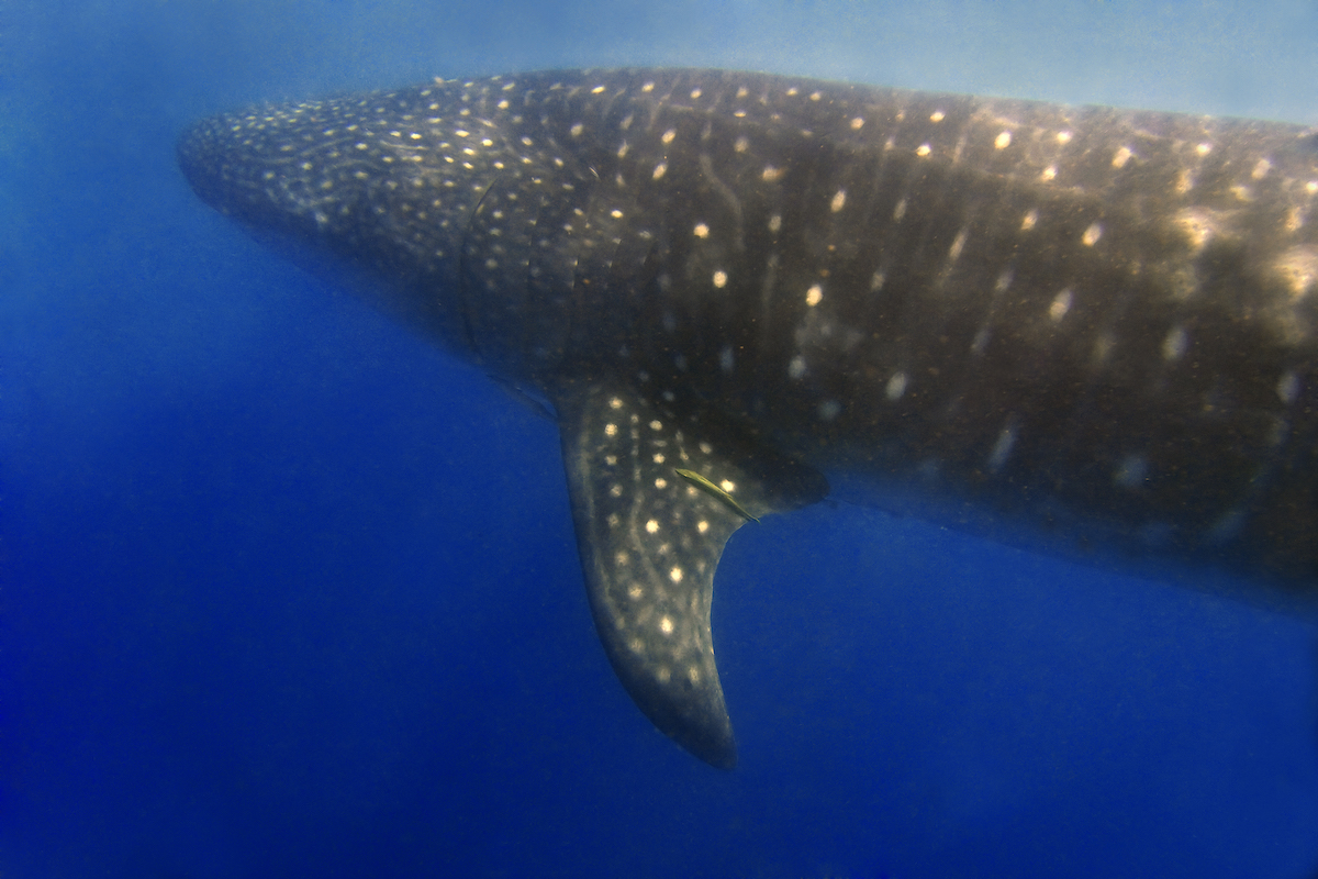 Swimming With Whale Sharks in The Philippines | whale sharks in donsol philippines A giant whale shark stalks the blue water of Donsol in the Philippines.